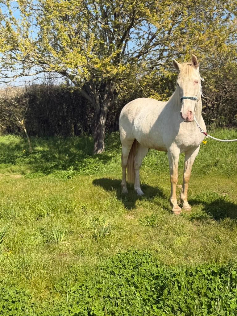 11 jarige cremelo merrie, Dieren en Toebehoren, Paarden, Merrie, Minder dan 160 cm, 11 jaar of ouder, Recreatiepaard