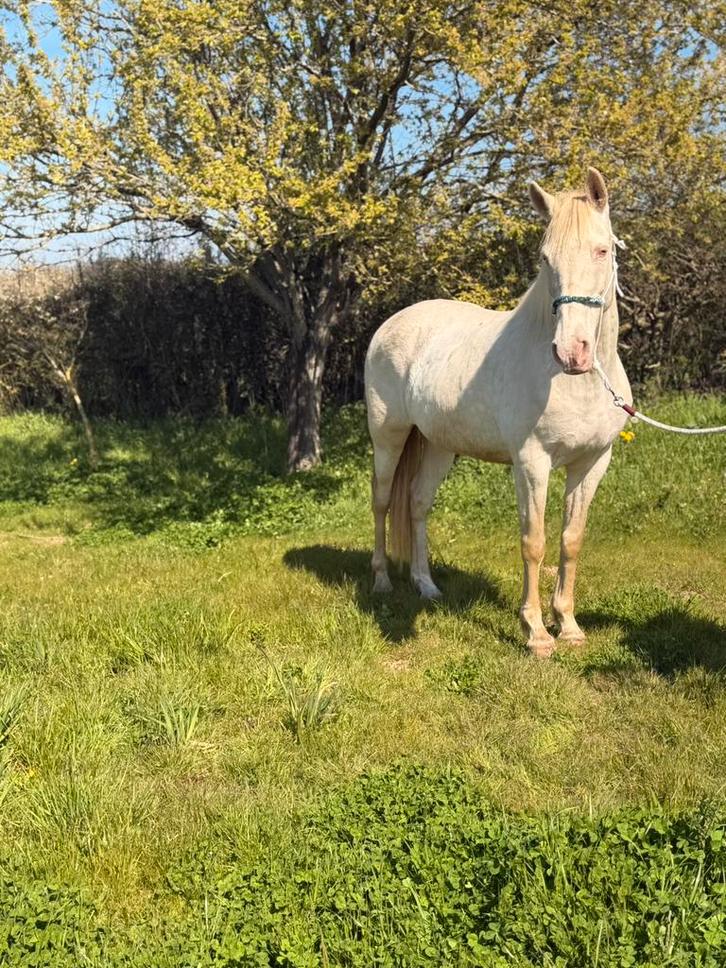 11 jarige cremelo merrie, Dieren en Toebehoren, Paarden, Merrie, B, Minder dan 160 cm, 11 jaar of ouder, Recreatiepaard, Met stamboom