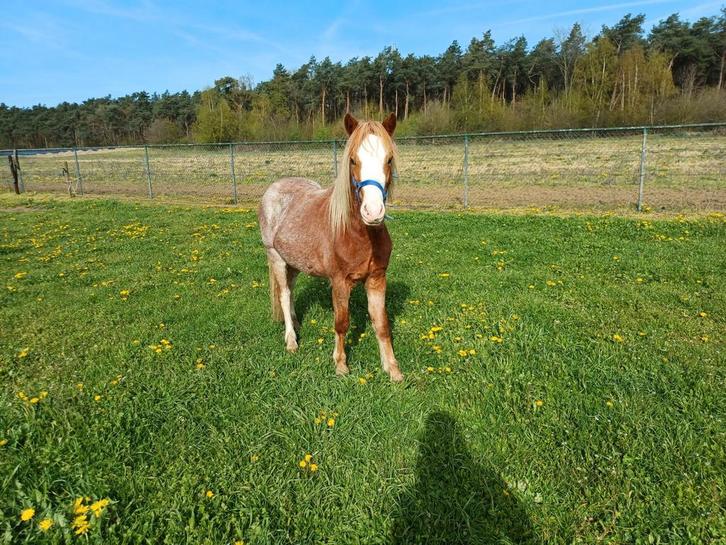 Welsh Ruin 2 jaar, Animaux & Accessoires, Poneys, Hongre, Ne s'applique pas, Poney B (1.17 m à 1.27 m), 0 à 2 ans, Avec pedigree