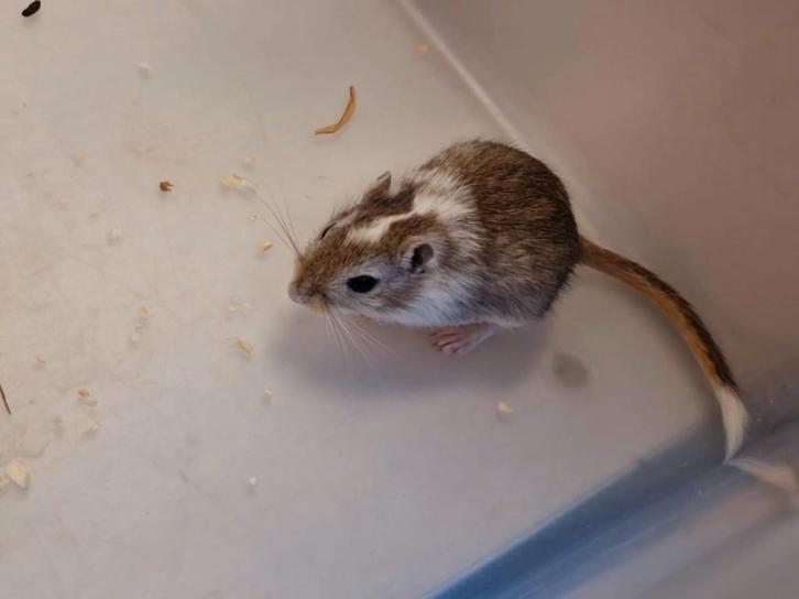 2 mannelijke Mongoolse gerbils, Dieren en Toebehoren, Knaagdieren, Mannelijk, Overige typen, Augustus, Tam