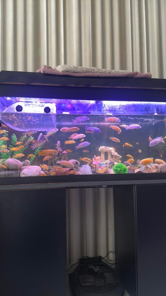 Cichliden te koop, Dieren en Toebehoren, Ophalen, Zo goed als nieuw