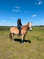 Haflinger ruin(16 jaar, 151)Braaf met een gouden randje pit!, Dieren en Toebehoren, Minder dan 160 cm, Met stamboom, Ruin, L
