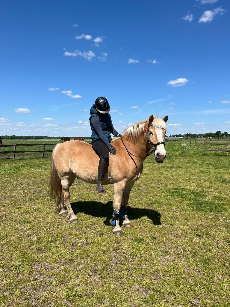 Haflinger ruin(16 jaar, 151)Braaf met een gouden randje pit!, Dieren en Toebehoren, Paarden, Ruin, L, Minder dan 160 cm, 11 jaar of ouder