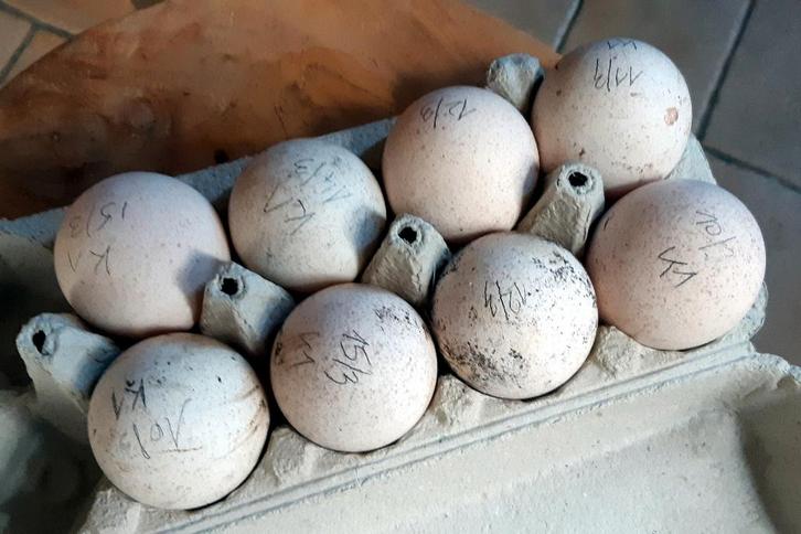 Broedeieren Ronquière Hermelijn kalkoenen te koop, Dieren en Toebehoren, Pluimvee, Kalkoen, Geslacht onbekend