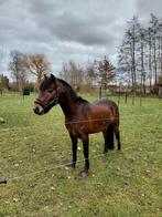 B pony te koop, Dieren en Toebehoren, Ruin, 3 tot 6 jaar, B pony (1.17m tot 1.27m), Met stamboom