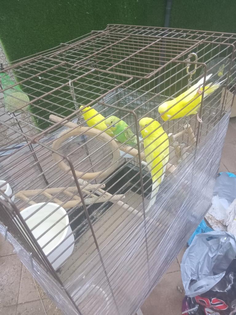 Parkieten, Dieren en Toebehoren