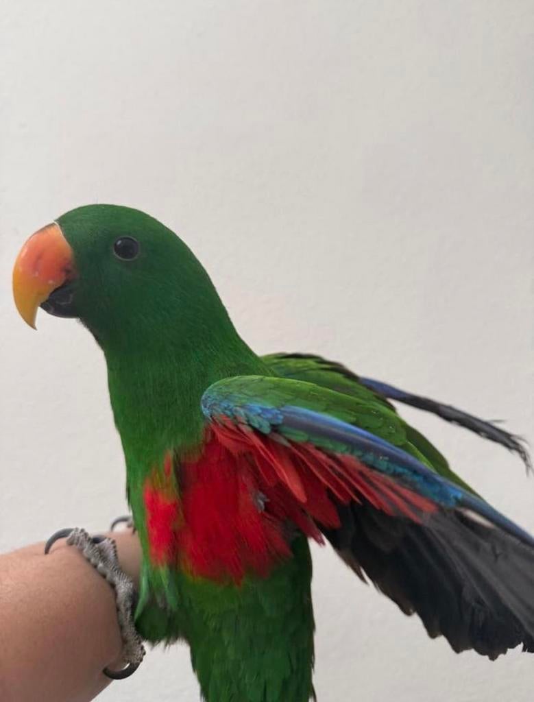 Supertamme edelpapegaai 2025, Mannelijk, Papegaai, Pratend