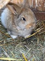 Konijntjes (Vlaamse Reus), Animaux & Accessoires, Plusieurs animaux, Grand, 0 à 2 ans