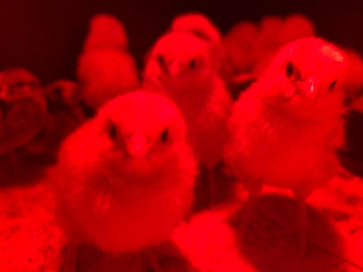 Witte Leghorn kuikens, Dieren en Toebehoren, Pluimvee, Kip, Geslacht onbekend