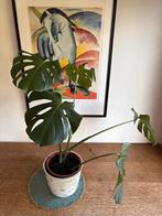 Monstera Deliciosa, gatenplant, groot blad, echte plant, Huis en Inrichting, Kamerplanten, Ophalen, Overige soorten, Halfschaduw