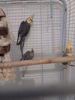 3 valkparkieten onverwant, koppel en 1 man's of pop, samen, Dieren en Toebehoren, Vogels | Parkieten en Papegaaien, Meerdere dieren