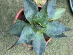 Agave, Ophalen