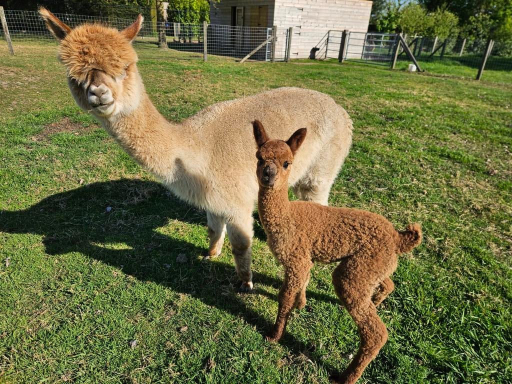 Alpaca merrie met veulen, Dieren en Toebehoren, Overige Dieren, Vrouwelijk, April