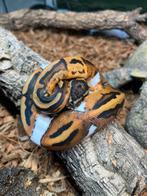 Koningspythons 3, Dieren en Toebehoren, Slang, Tam, 0 tot 2 jaar