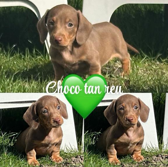 Zeer mooie dwergteckel pup reu choco/tan korthaar, Dieren en Toebehoren, België, Fokker | Hobbymatig, 8 tot 15 weken, Korthaar