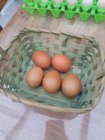 Broedeieren olijfleggers F1, Enlèvement ou Envoi