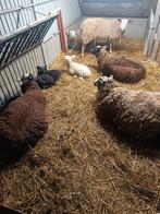 Schapen met Lammers, Dieren en Toebehoren