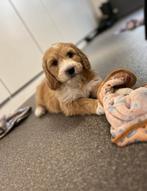 Knappe goldendoodle pups (geteste ouders), Dieren en Toebehoren, België, 8 tot 15 weken, Meerdere, Meerdere dieren