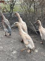 1 loopeend vrouwtje te koop, Animaux & Accessoires, Femelle, Canard