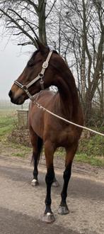 Jument bien montée, Animaux & Accessoires, Chevaux, B, 11 ans ou plus, 165 à 170 cm, Jument