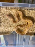 ball pythons + racks en broedkast, Animaux & Accessoires