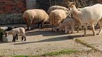 alpaca merrie tam, Animaux & Accessoires, Moutons, Chèvres & Cochons, Femelle, Mouton, 3 à 5 ans