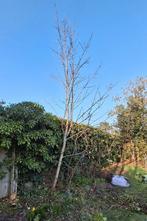 Esdoorn 5 meter (Acer pseudoplatanus), Tuin en Terras, Ophalen, 400 cm of meer