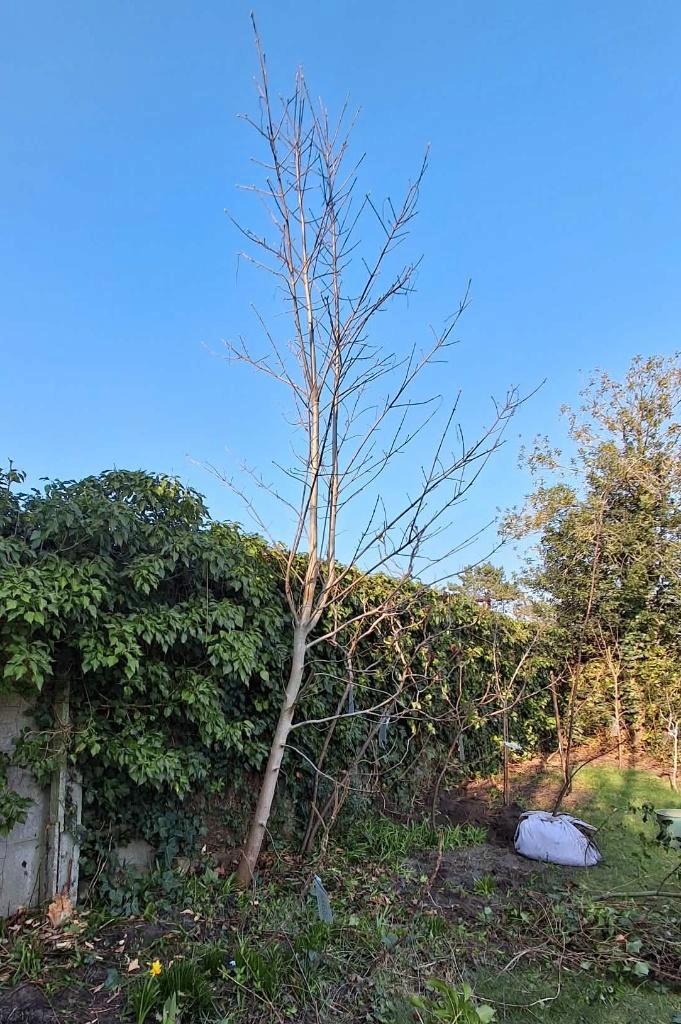 Esdoorn 5 meter (Acer pseudoplatanus), Tuin en Terras, Planten | Bomen, 400 cm of meer, Ophalen