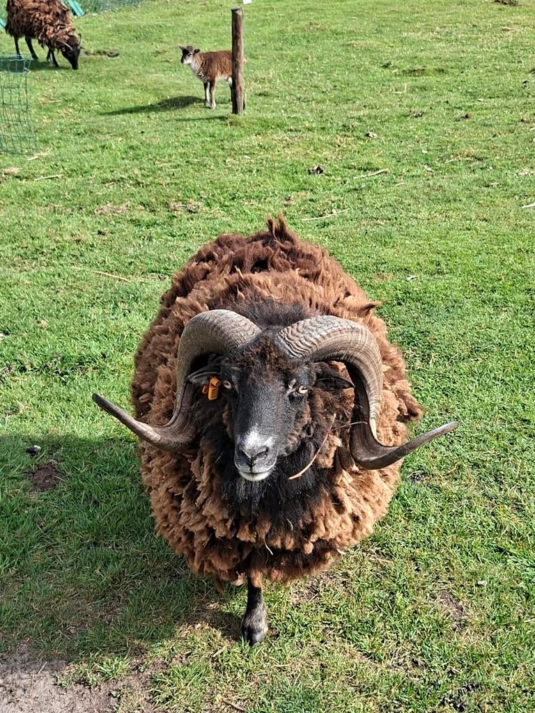 Schaap te koop, Dieren en Toebehoren, Schapen, Geiten en Varkens