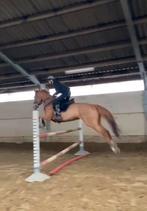 Chique allround ruin te koop, Dieren en Toebehoren, Paarden, Gechipt, Springpaard, Ruin, 170 tot 175 cm