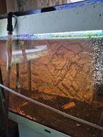 Juwel lido 200, Enlèvement ou Envoi