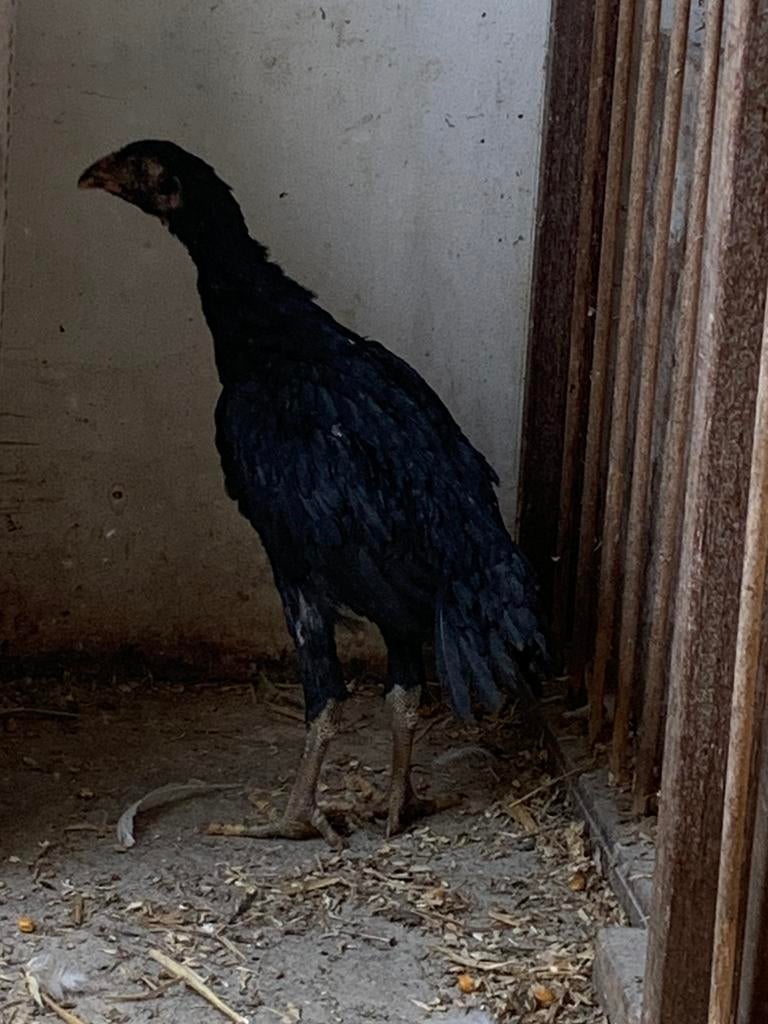 Jong shamo hen, Dieren en Toebehoren