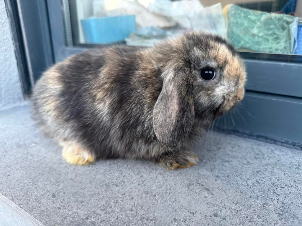 Jong minilop konijntje, Dieren en Toebehoren