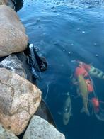 Koi’s te koop en steur, Karper of Koi