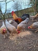 Verse broedeieren leghorn blauwppatrijs, Dieren en Toebehoren, Pluimvee, Geslacht onbekend, Kip