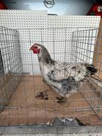 Broedeieren, Dieren en Toebehoren, Meerdere dieren, Kip