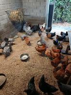 20tal legkippen, Dieren en Toebehoren, Pluimvee