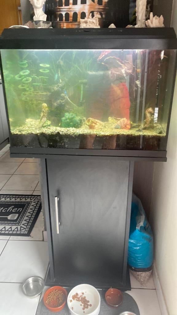 Aquarium avec armoire servant pied, Chauffage, Aquarium d'eau douce rempli, Enlèvement, Utilisé