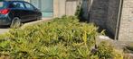 +-400 stuks Trachycarpus fortunei windmolenpalmen 50 cm, Tuin en Terras, Planten | Bomen, Ophalen of Verzenden