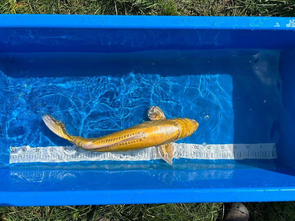 Grote koi, Dieren en Toebehoren, Vissen | Vijvervissen