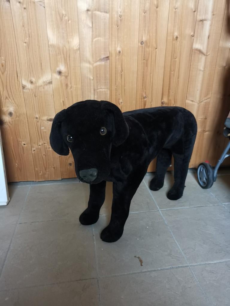 Paspop hond labrador, Enlèvement