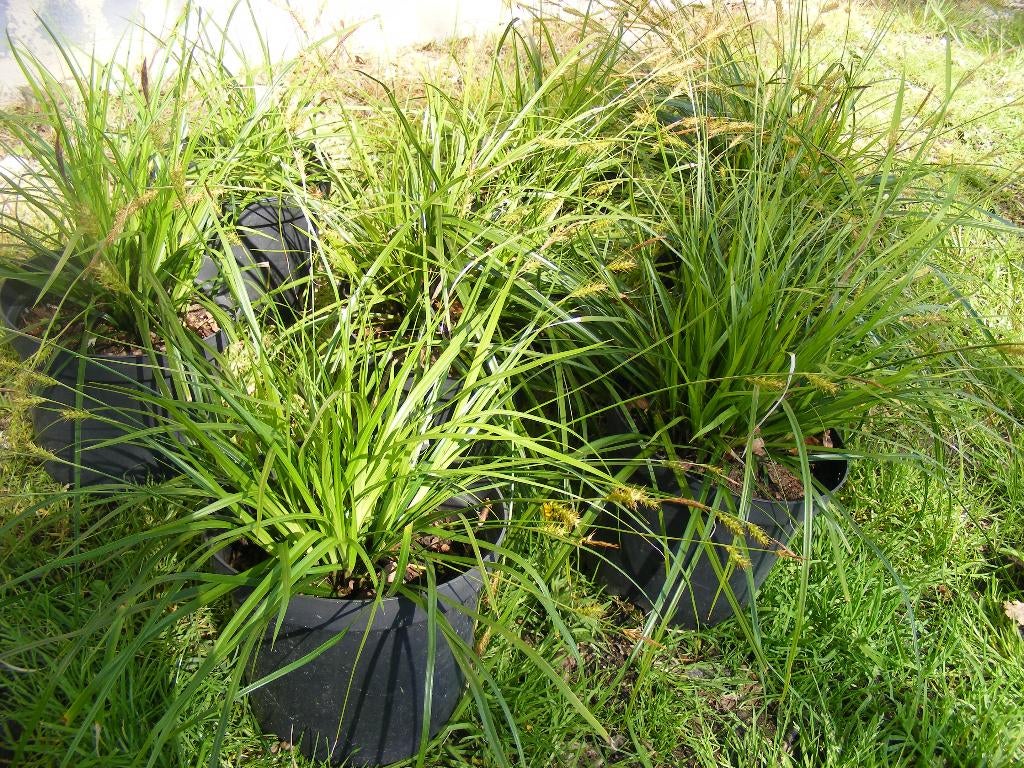 Siergras Carex Evergreen. Per 10 stuks 1 gratis., Tuin en Terras, Ophalen, Vaste plant, Siergrassen, Halfschaduw