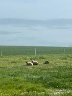 4 schapen, Animaux & Accessoires, Femelle, Mouton, 3 à 5 ans