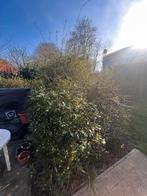 Struiken en planten, Ophalen, Overige soorten, Struik, 100 tot 250 cm