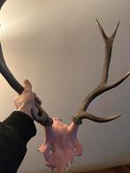 Trophée de chasse, Verzamelen, Dierenverzamelingen, Ophalen, Gebruikt