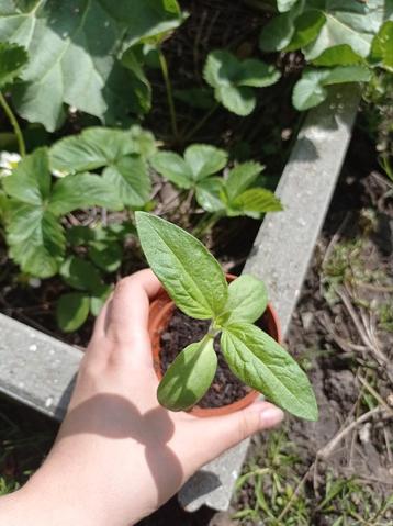 Reuzen Zonnebloem Planten