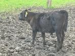 3 stierkalveren van dit jaar, half black Angus, Dieren en Toebehoren, Runderen