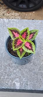 Mooie Siernetels verschillende soorten, Tuin en Terras, Planten | Tuinplanten, Ophalen