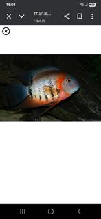 Heros rotkeil 6 en 7cm locatie maastricht, Dieren en Toebehoren, Vissen | Aquariumvissen