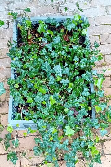 Hedera/ klimop, Ophalen